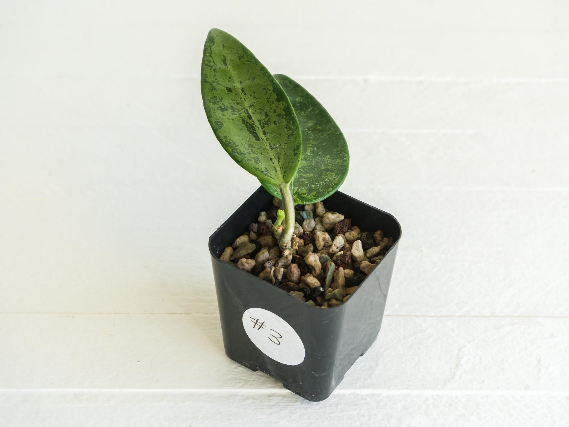 Hoya 'Rime' (Splash) | 2-Inch