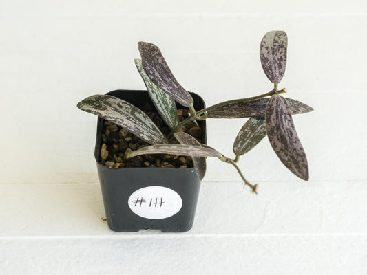 Hoya sigillatis | 2-Inch