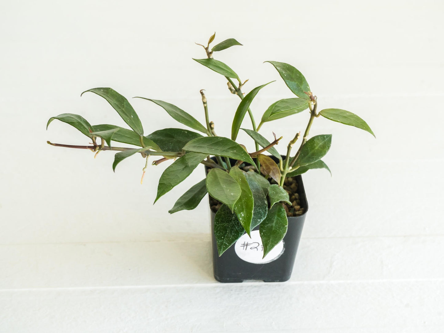 Hoya 'Rebecca' | 2-Inch