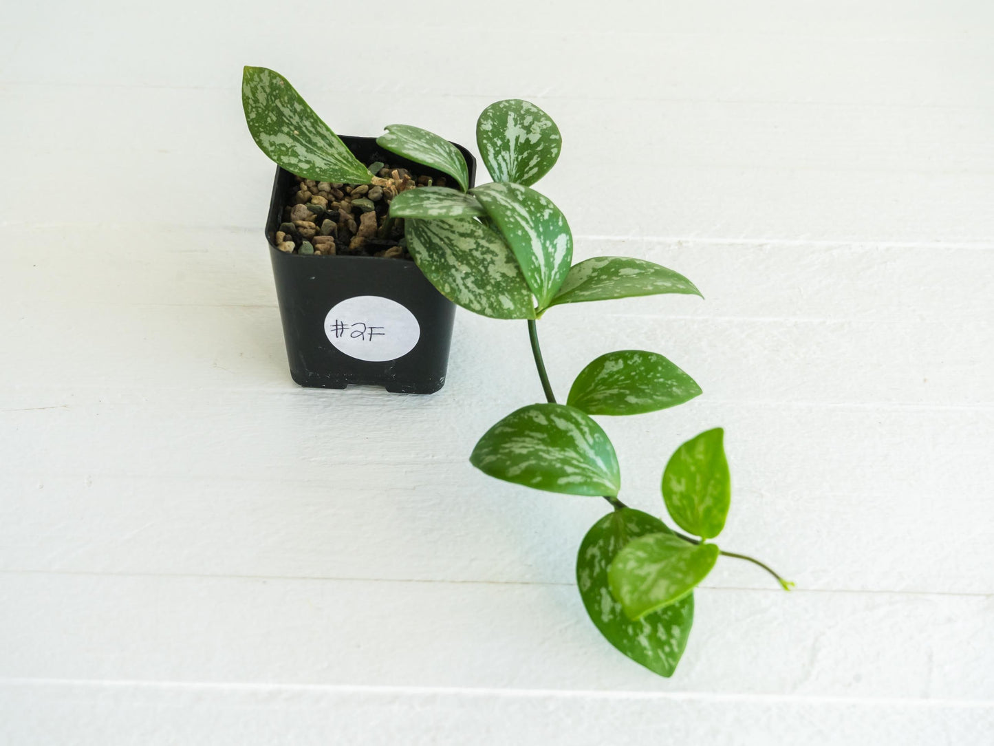 Hoya collina (IR-26) | 2-Inch