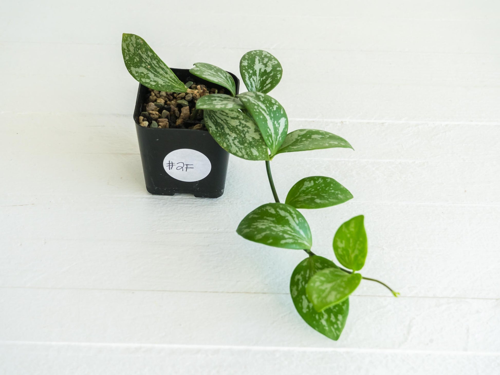 Hoya collina (IR-26) | 2-Inch