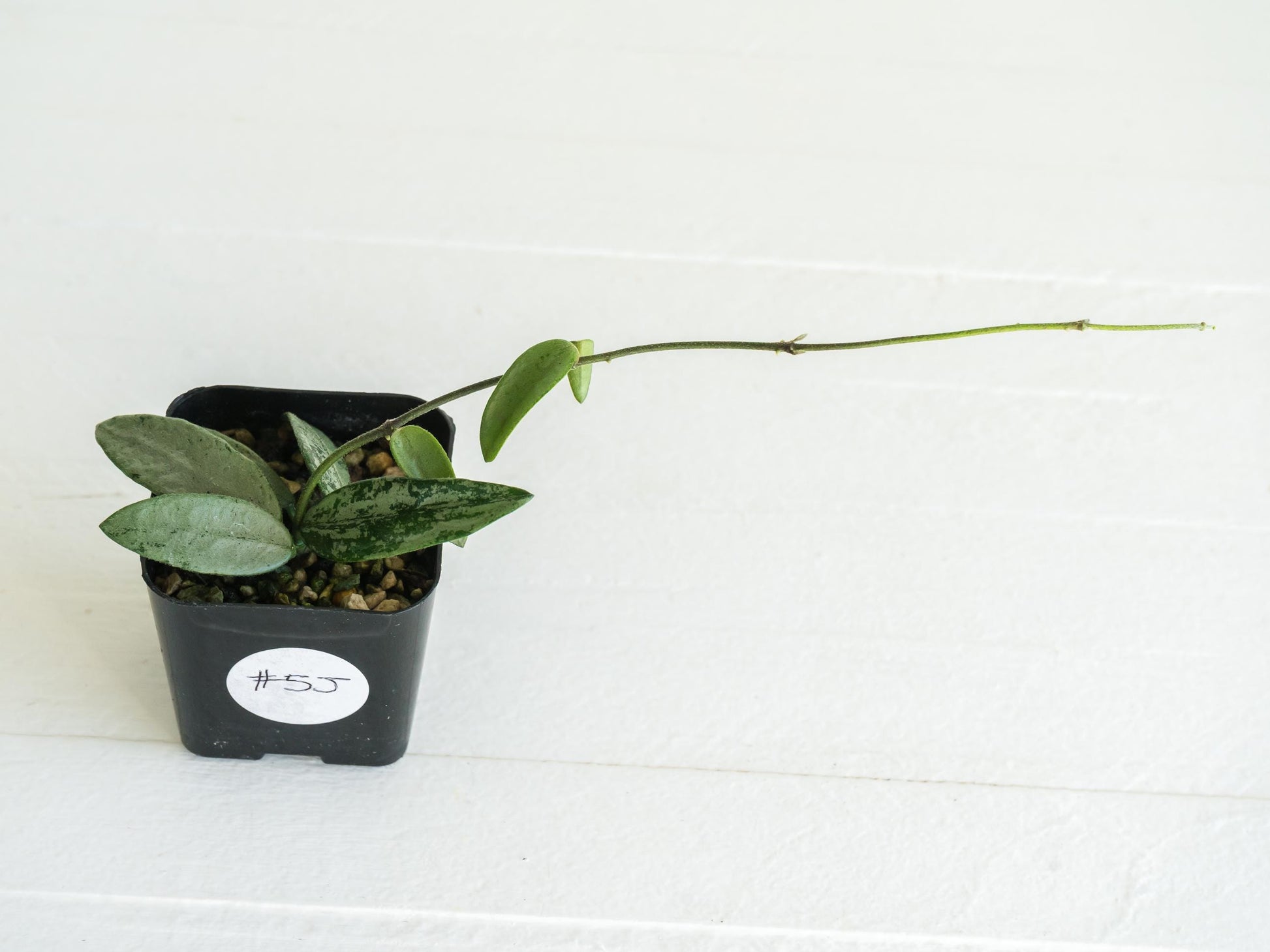 Hoya lima (Silver) | 2-Inch