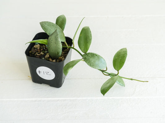 Hoya lacunosa 'Silver Mint Coin' | 2-Inch