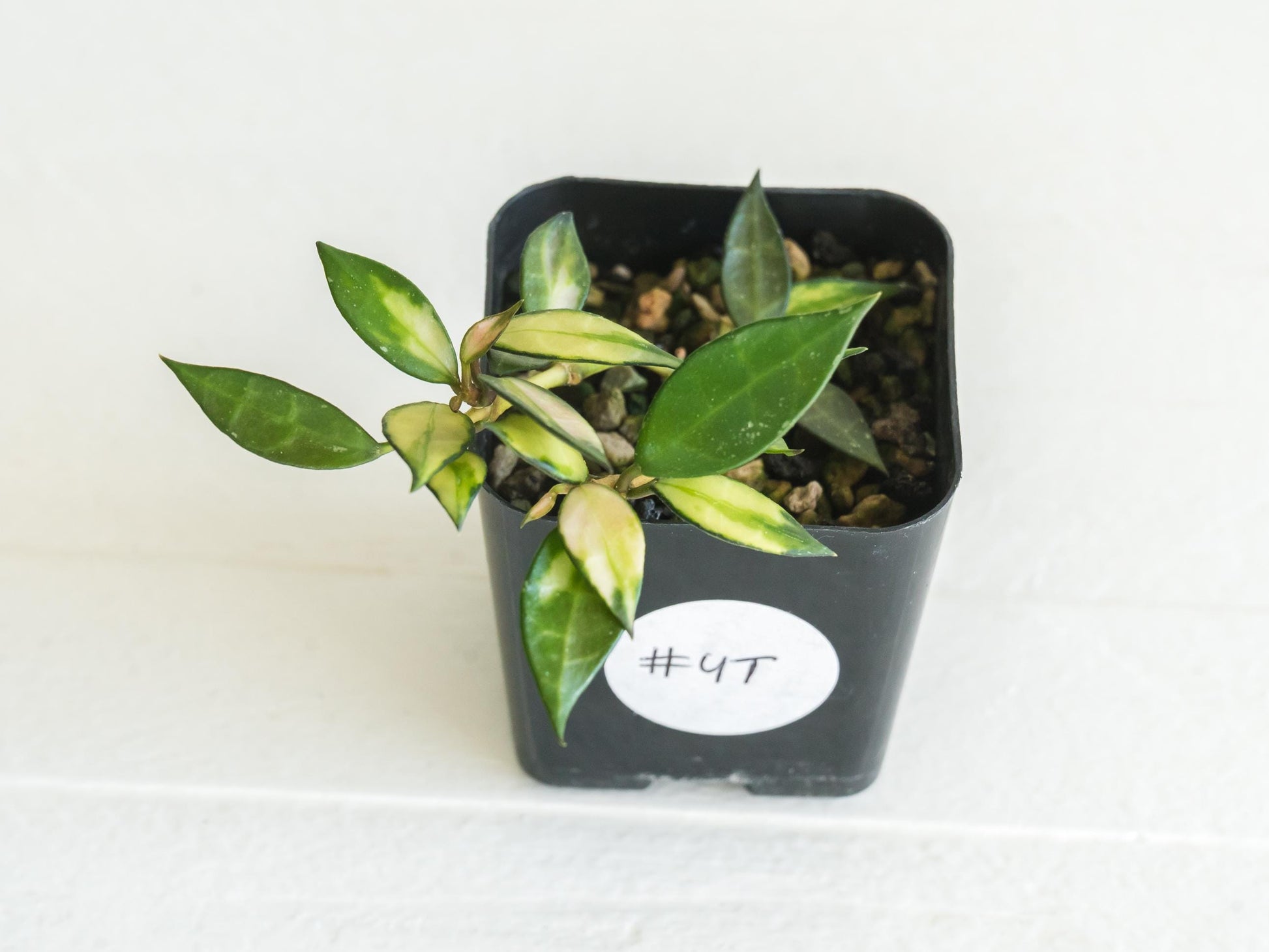 Hoya lacunosa (Inner Variegated) | 2-Inch