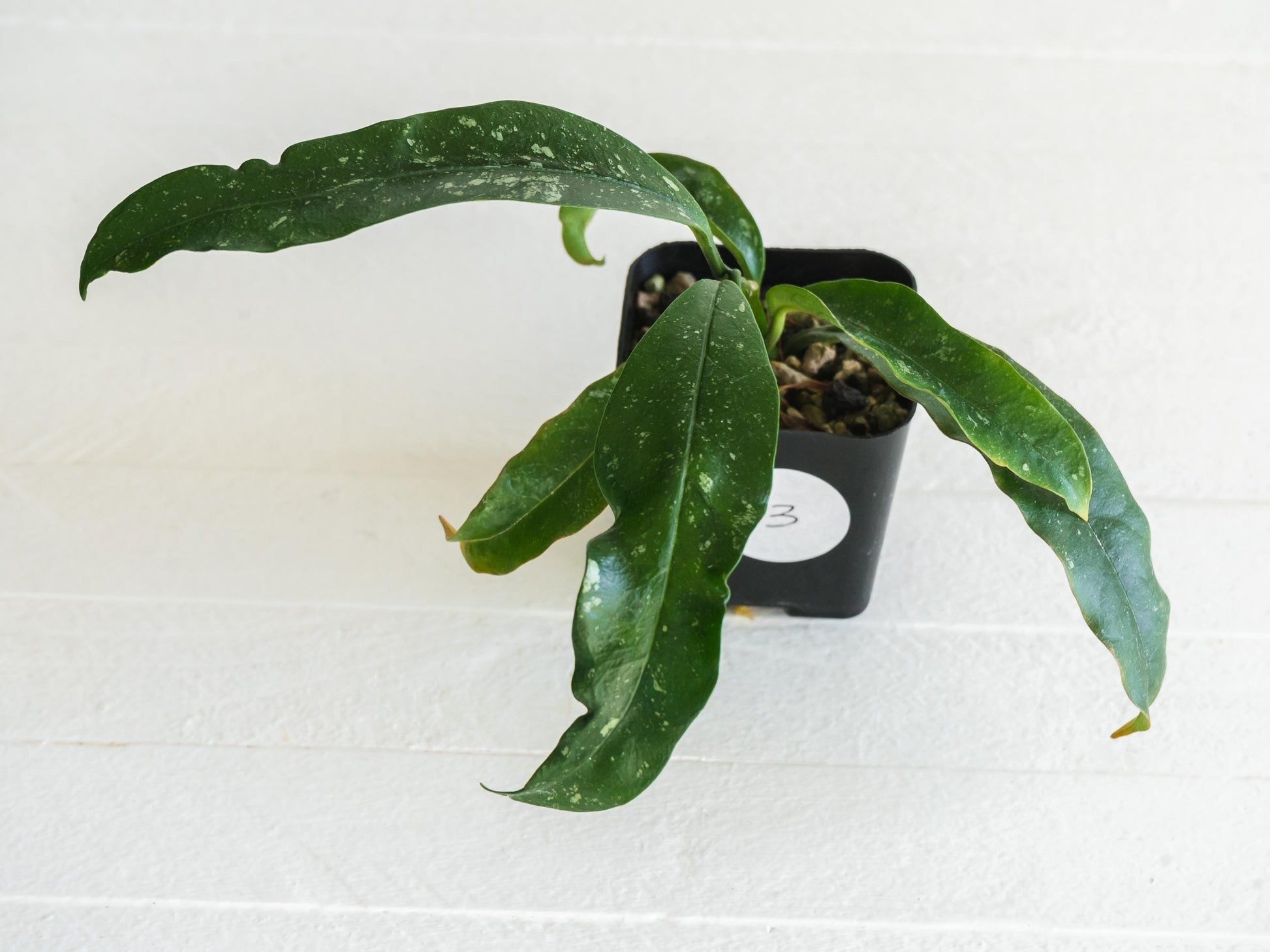 Hoya multiflora (Splash) | 2-Inch