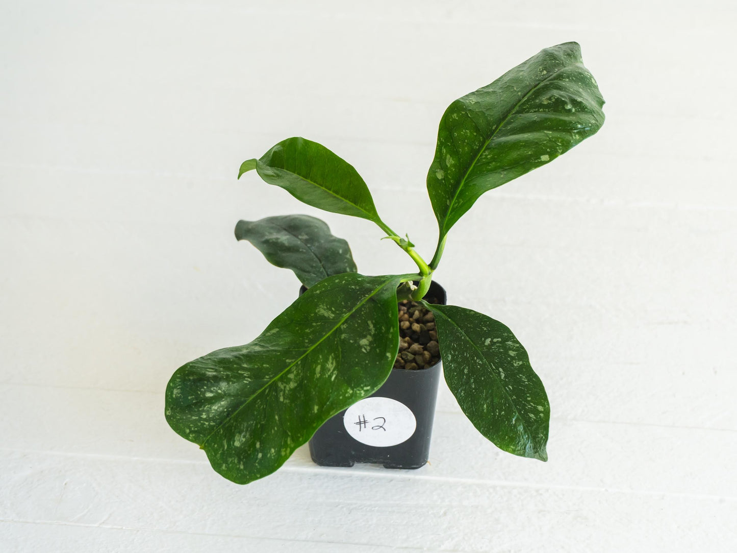Hoya multiflora (Splash) | 2-Inch