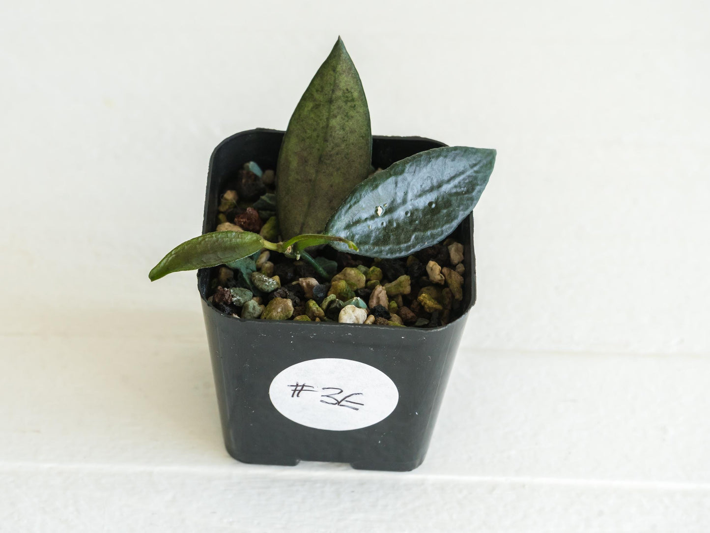 Dischidia GPS-88 | 2-Inch FKA as a Hoya