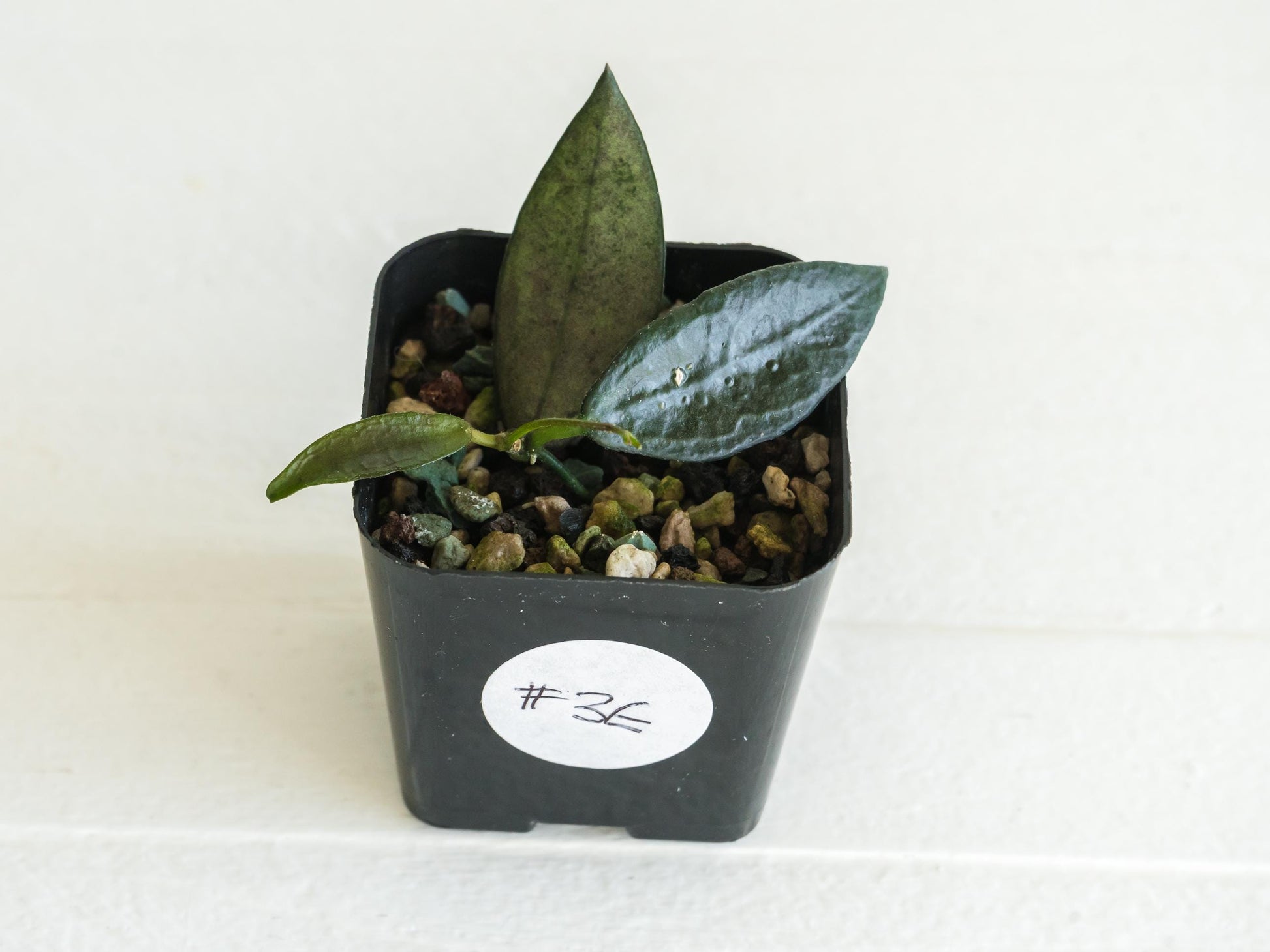 Dischidia GPS-88 | 2-Inch FKA as a Hoya