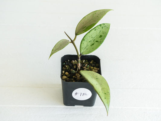 Hoya 'Snow Cui' (Silver) | 2-Inch