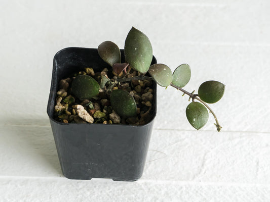 Hoya peltata | 2-Inch