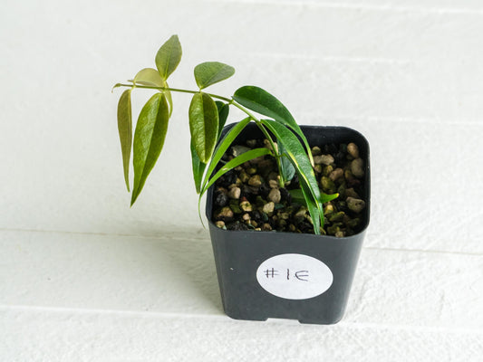 Hoya leucantha | 2-Inch