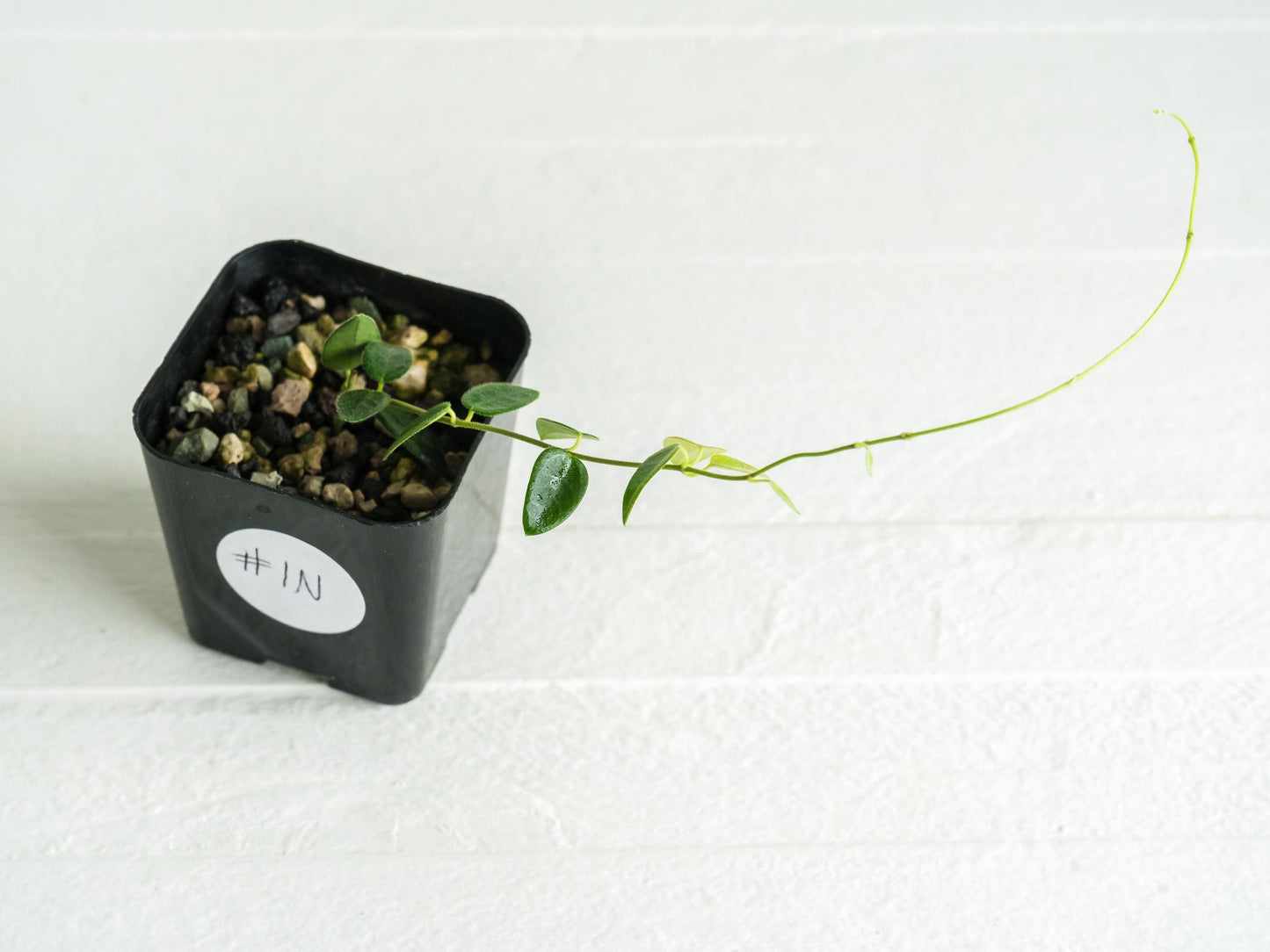 Hoya pulleana IM-02 | 2-Inch