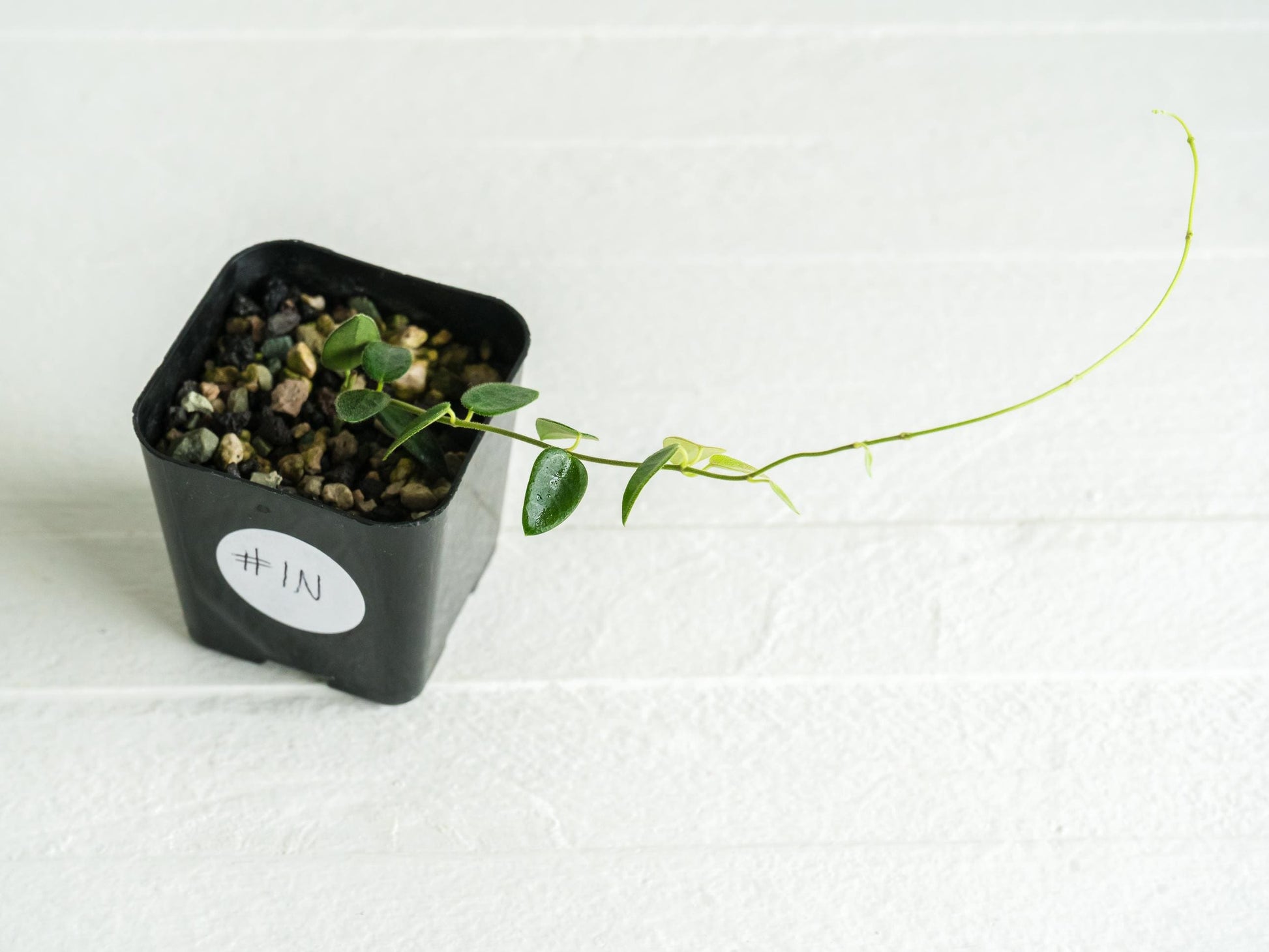 Hoya pulleana IM-02 | 2-Inch
