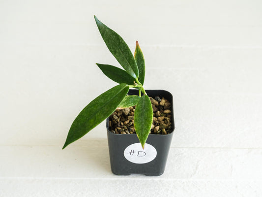Hoya archboldiana (Albo - Outer Variegated) | 2-Inch