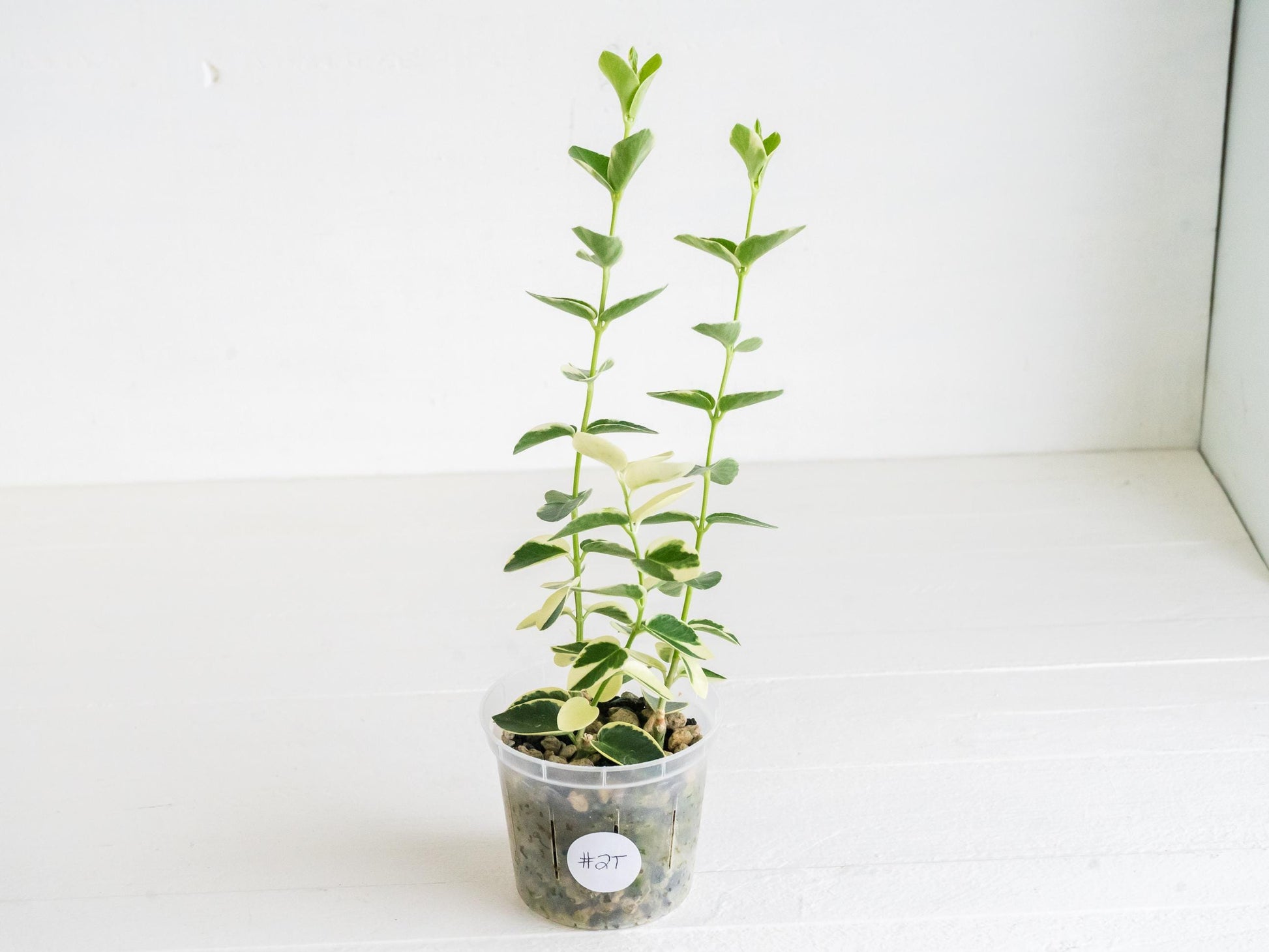 Hoya cumingiana (Albo | Outer Variegated) | 3-Inch