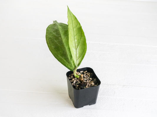 Hoya Germany (Silver) | 2-Inch