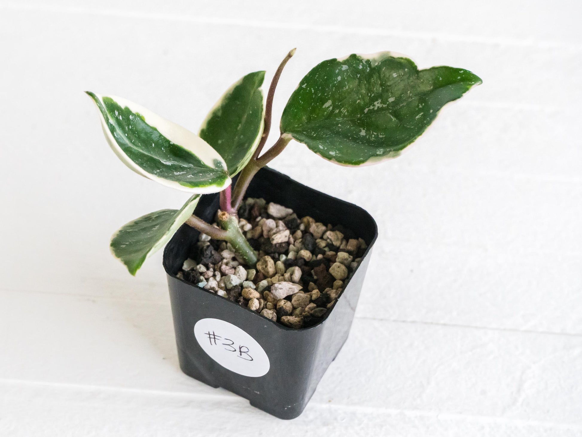 Hoya carnosa 'Tricolor' KRIMSON QUEEN (Splash) | 2-Inch