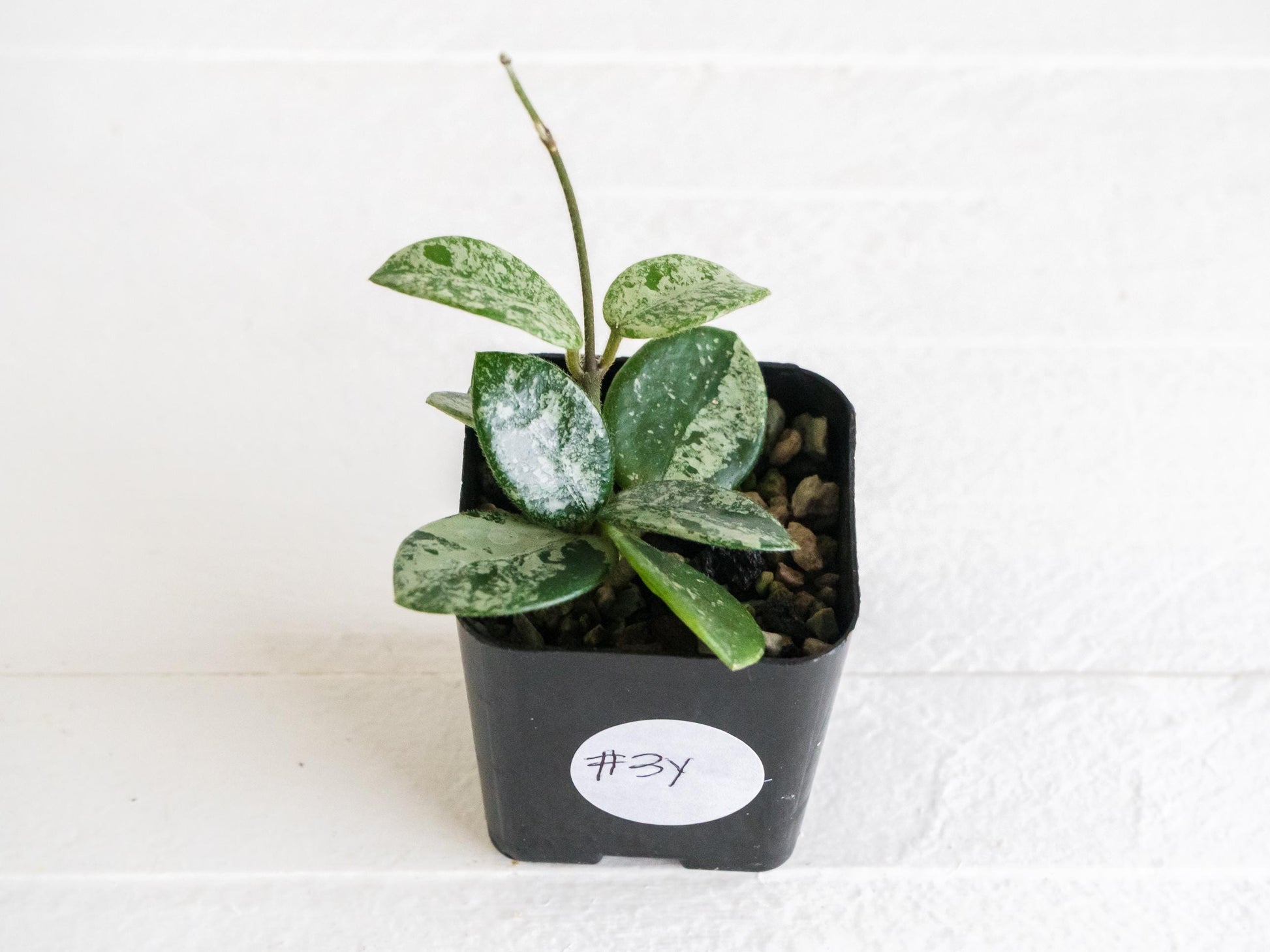 Hoya 'Mathilde' (Splash) | 2-Inch