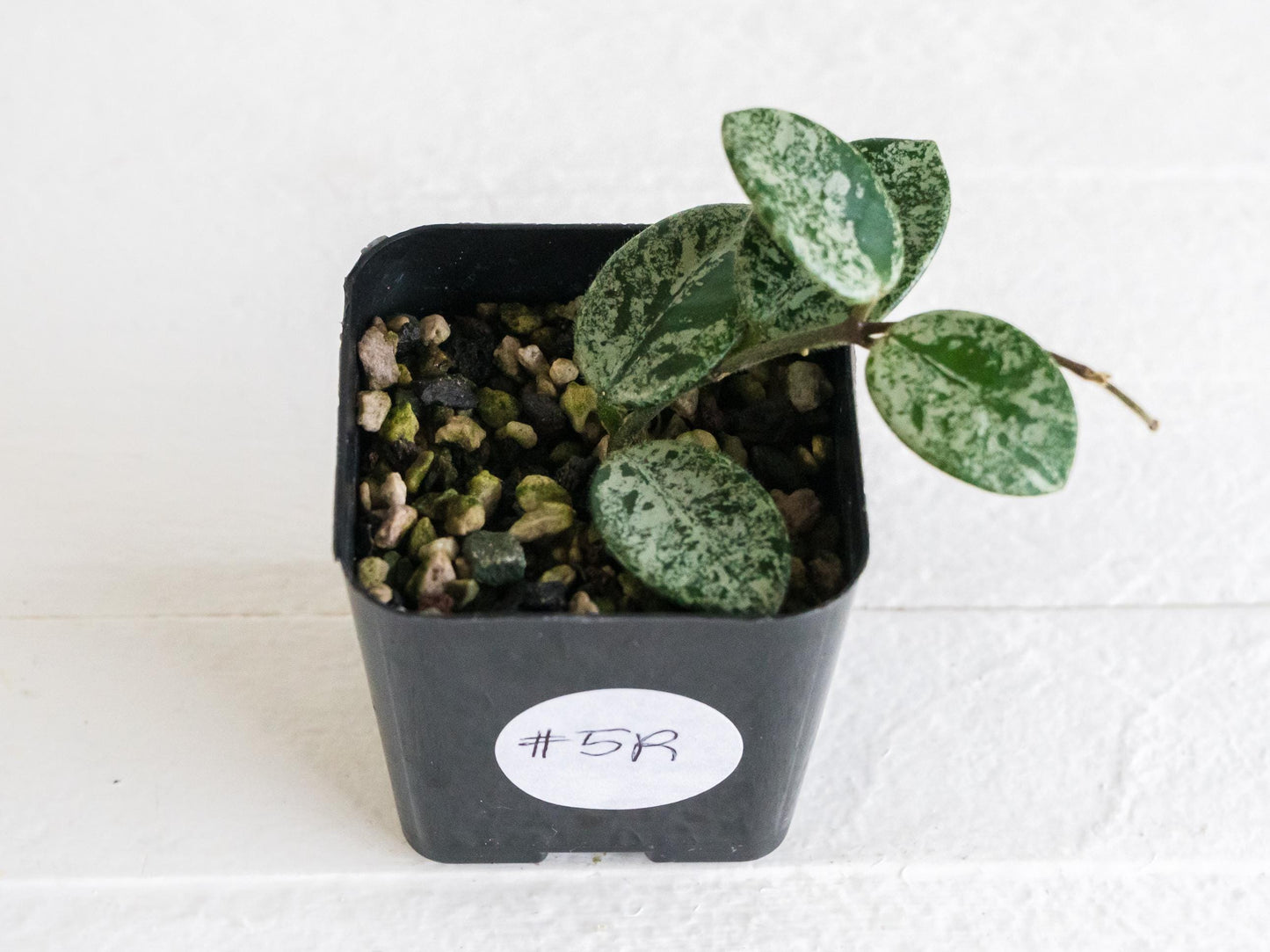 Hoya 'Mathilde' (Splash) | 2-Inch
