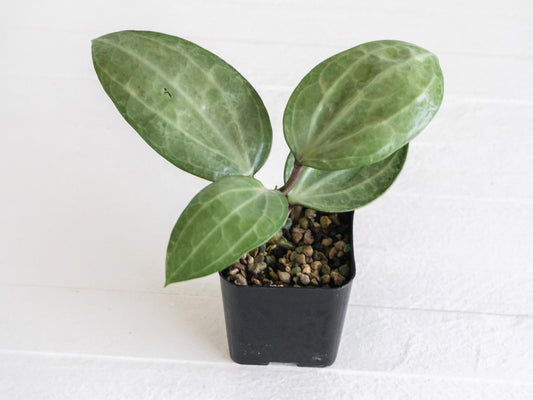 Hoya latifolia (Silver) | 2-Inch