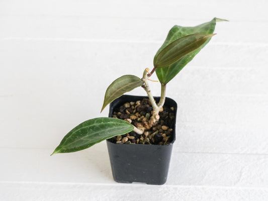 Hoya jasper blink | 2-Inch