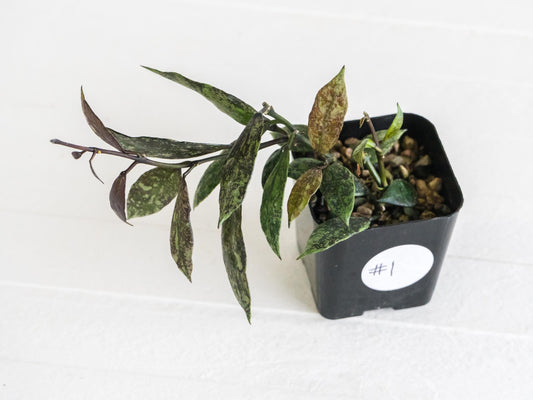 Hoya lacunosa ‘Royal Flush’ | 2-Inch