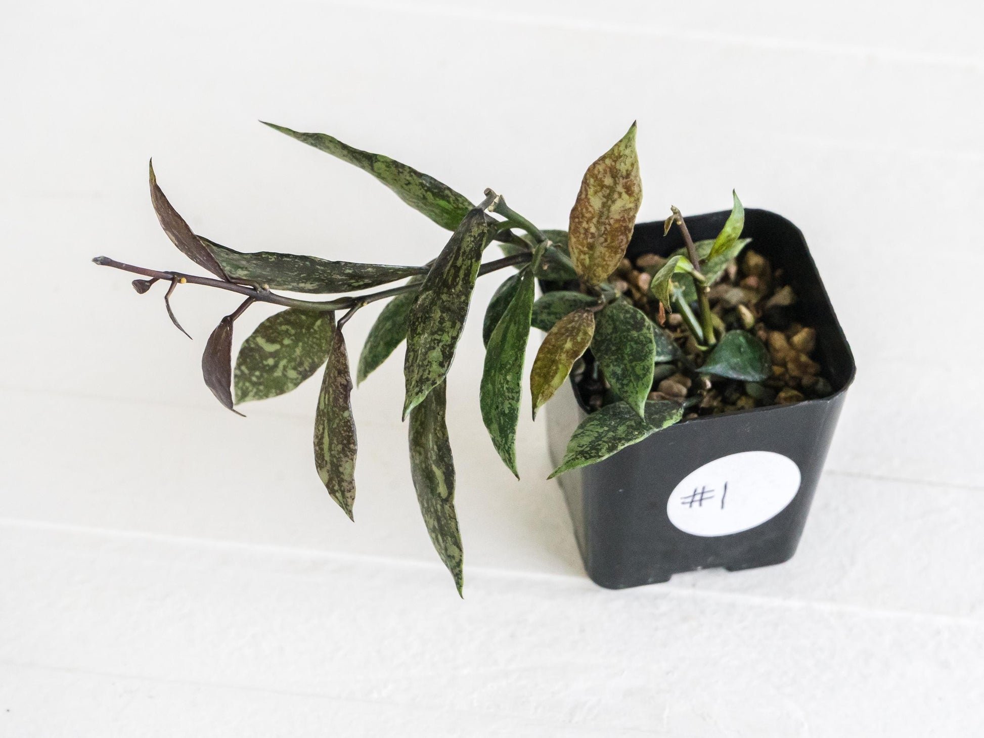 Hoya lacunosa ‘Royal Flush’ | 2-Inch