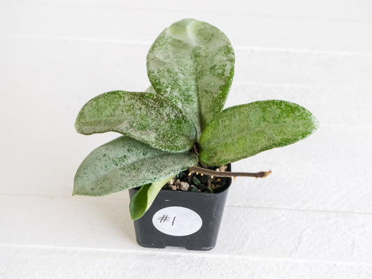 Hoya carnosa 'Nova Ghost' | 2-Inch