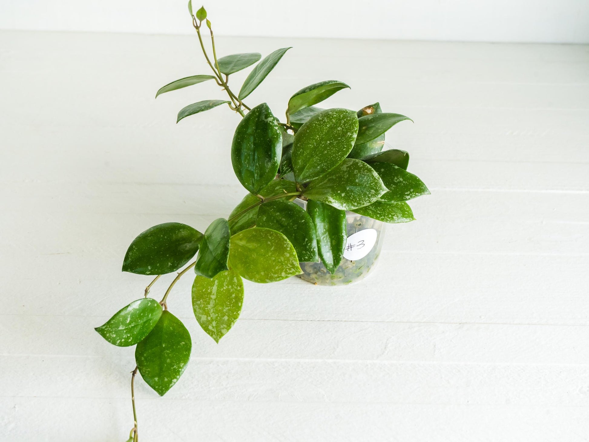 Hoya walliniana (Splash) | 3-Inch