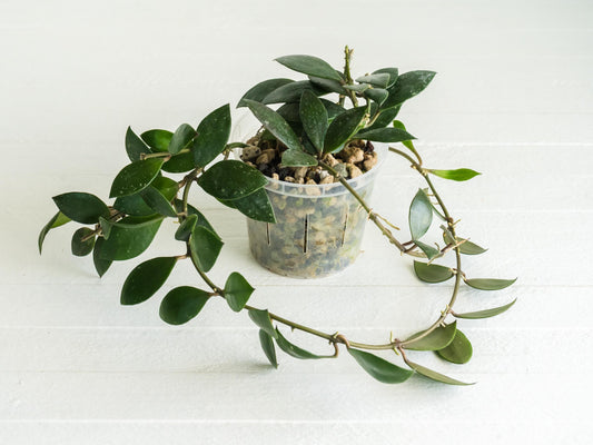 Hoya sipitangensis | 3-Inch