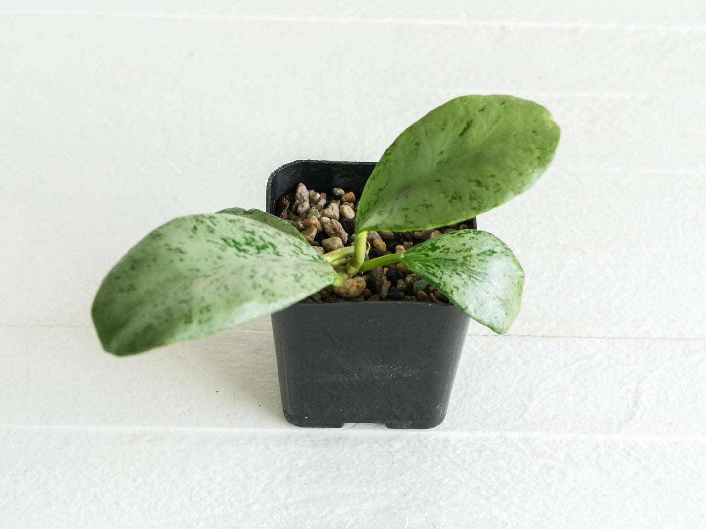 Hoya chiang dao (Silver) | 2-Inch