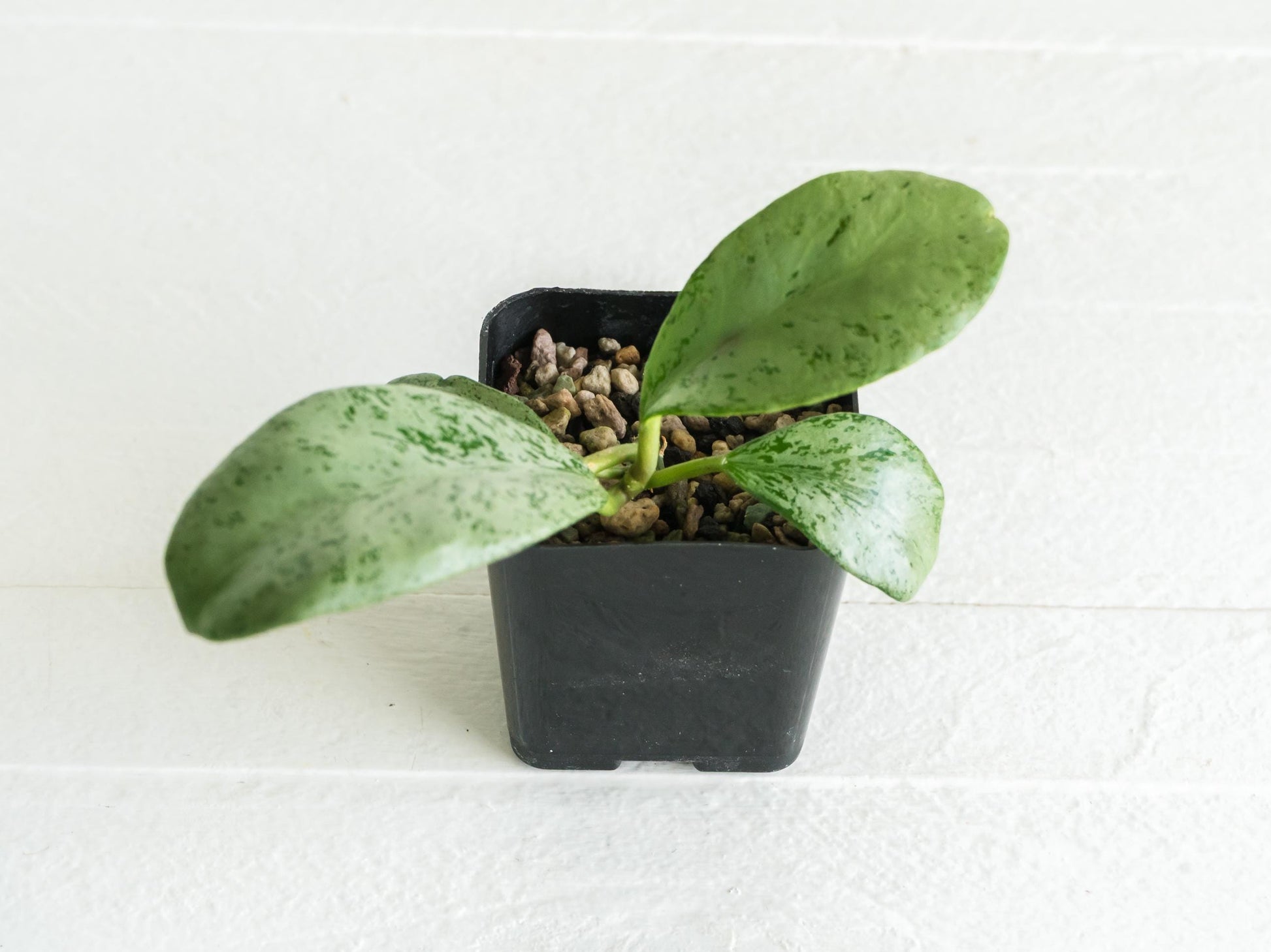 Hoya chiang dao (Silver) | 2-Inch