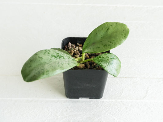 Hoya chiang dao (Silver) | 2-Inch