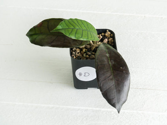Hoya gunung gading | 2-Inch