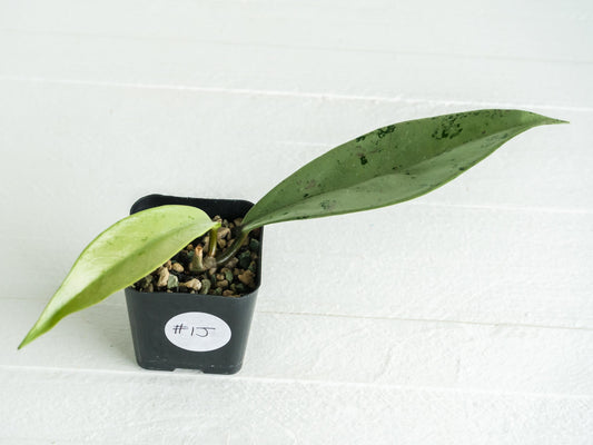 Hoya pubicalyx 'Pink Silver Ghost' | 2-Inch