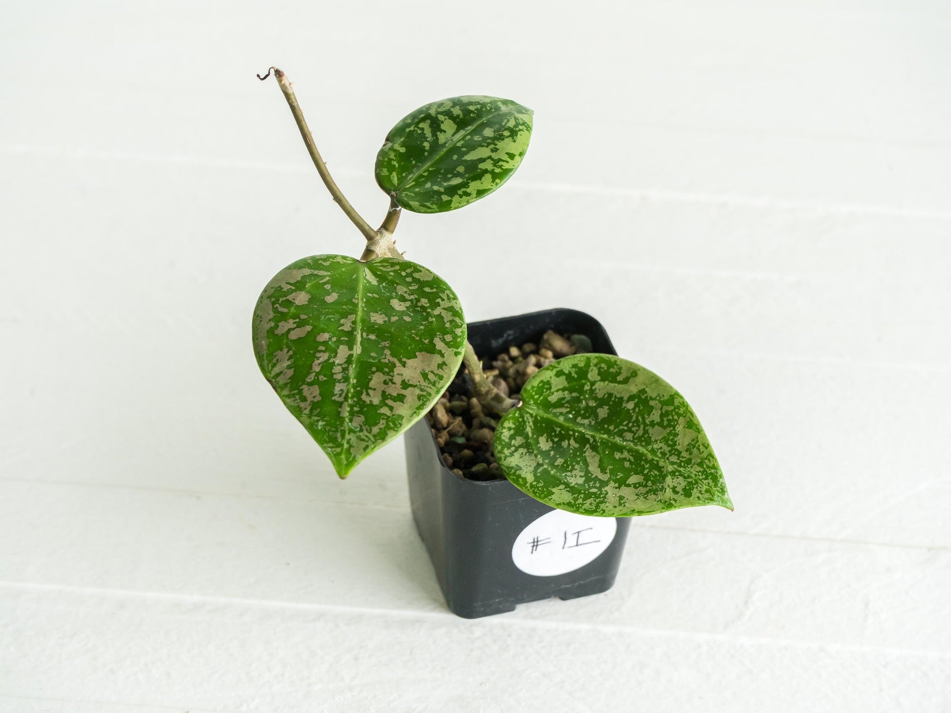 Hoya verticillata (EPC-997) | 2-Inch