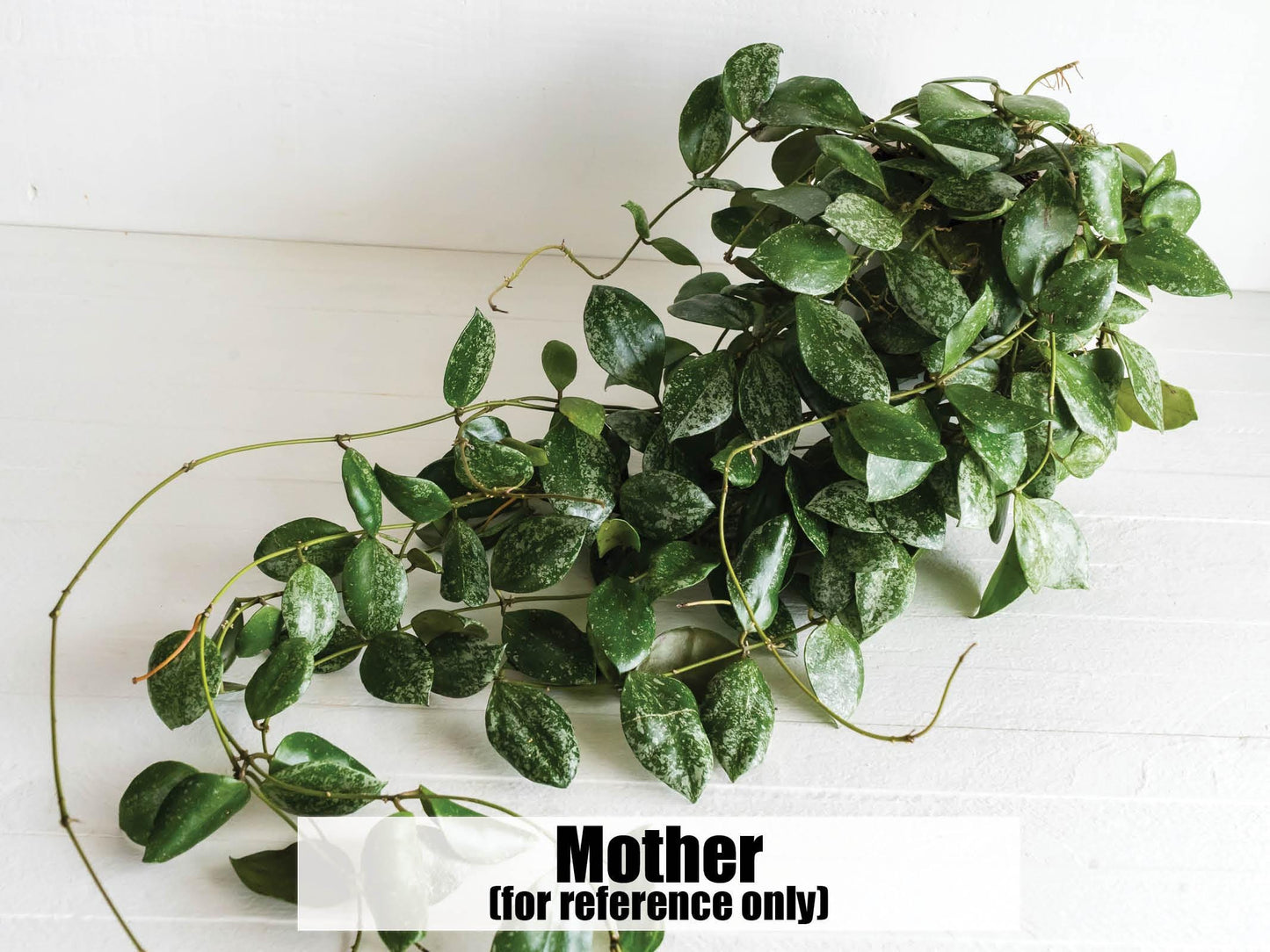 Hoya walliniana (Splash) | 3-Inch