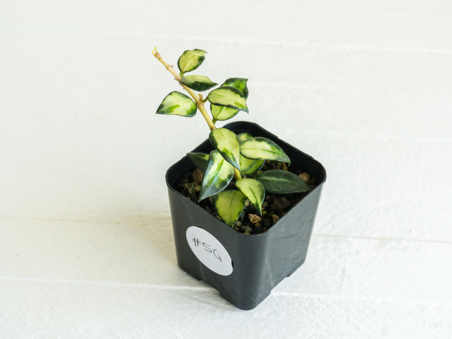 Hoya lacunosa 'Tricolor Bruno' | 2-Inch