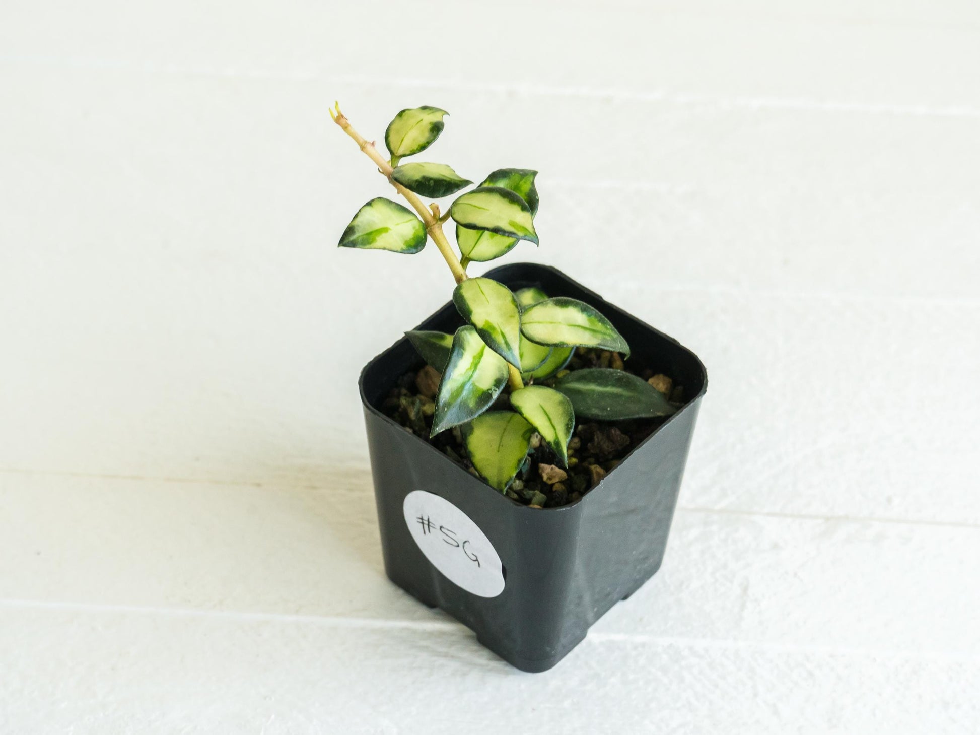 Hoya lacunosa 'Tricolor Bruno' | 2-Inch
