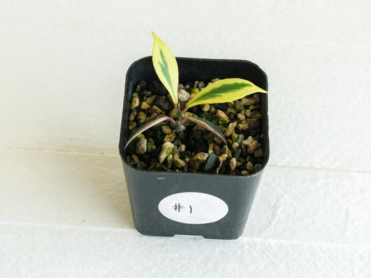 Hoya bakoensis (Outer Variegated - Albo) | 2-Inch