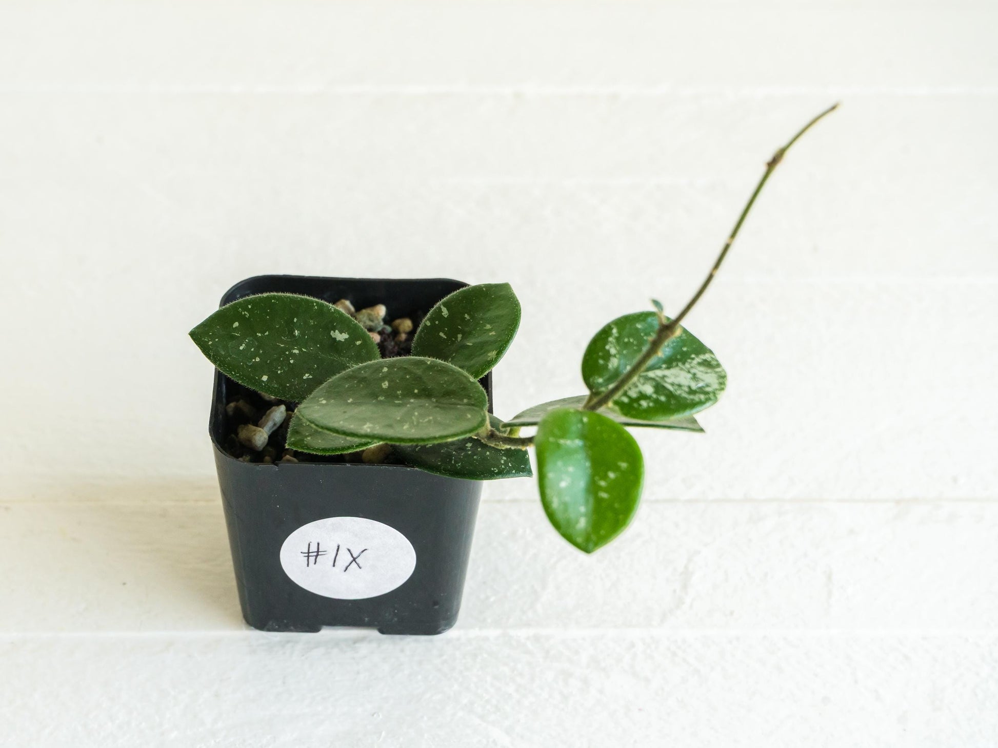 Hoya 'Mathilde' | 2-Inch