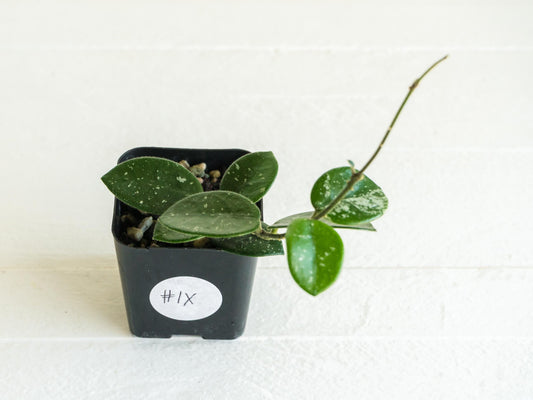 Hoya 'Mathilde' | 2-Inch