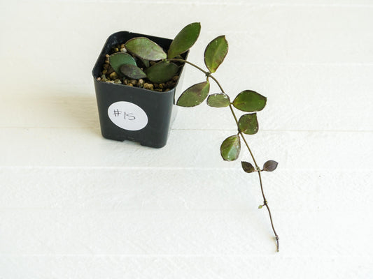 Hoya borneo (Small Leaf) | 2-Inch