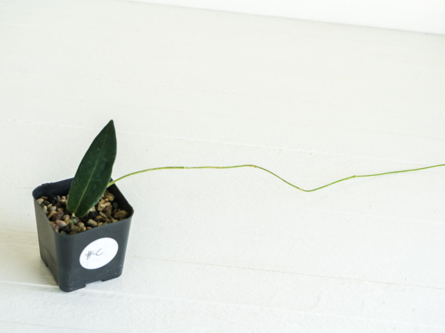 Hoya hypolasia (Wide Leaf from Papua) | 2-Inch