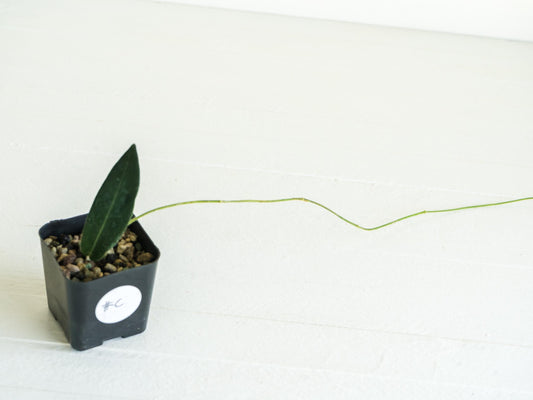 Hoya hypolasia (Wide Leaf from Papua) | 2-Inch