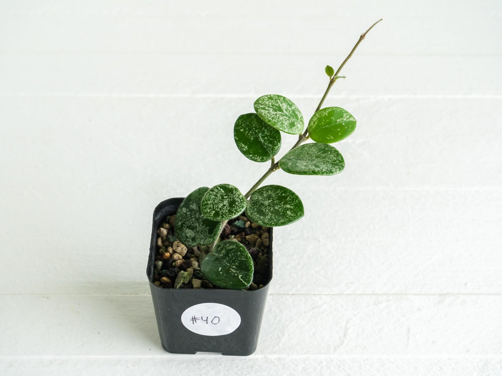 Hoya 'Mathilde' (Splash) | 2-Inch