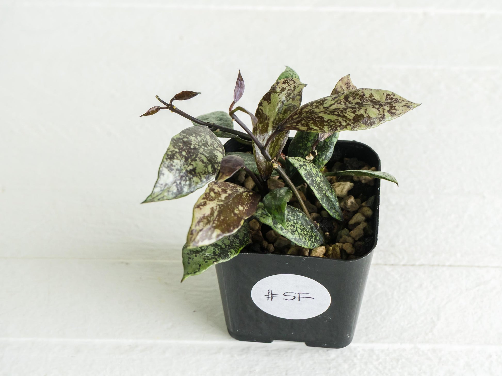 Hoya lacunosa ‘Royal Flush’ | 2-Inch