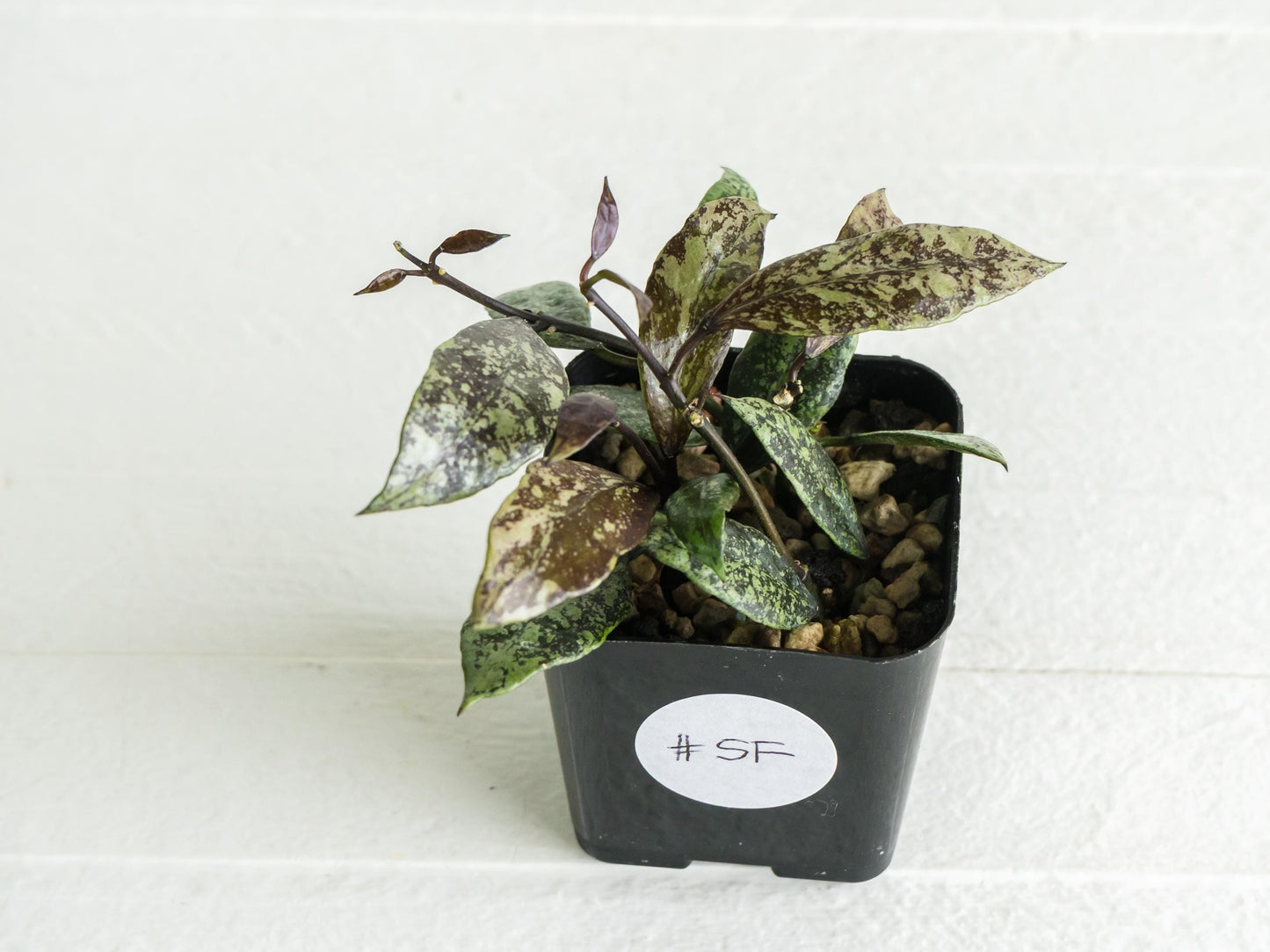 Hoya lacunosa ‘Royal Flush’ | 2-Inch