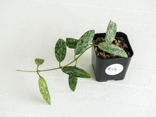 Hoya sigillatis 'Round Leaf' aka sigillatis (Silver) AH001 | 2-Inch