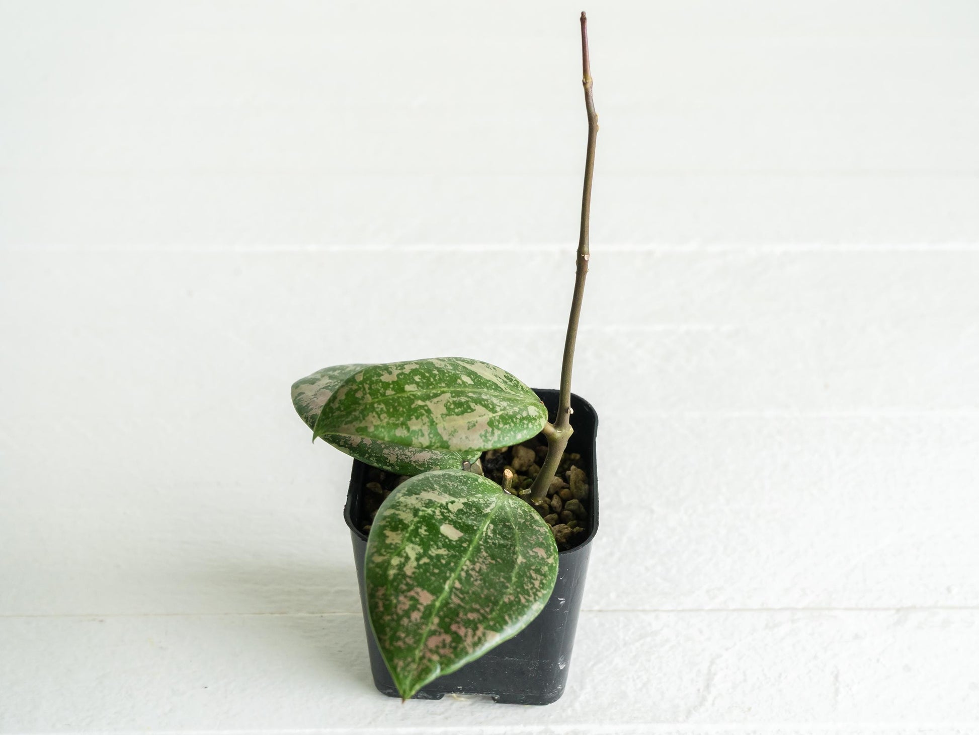 Hoya 'Wibergiae Round Leaf' (DMW-001-C) [verticillata (ex. wibergiea) x unknown] | 2-Inch